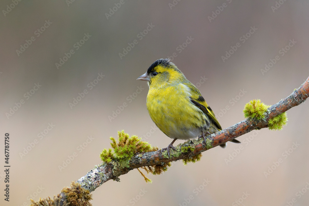 European Siskin Spinus spinus perching on a branch European Siskin Spinus spinus perching on a branch