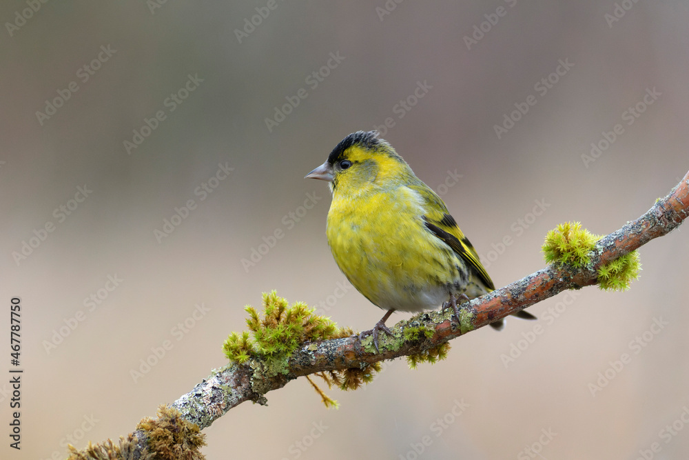 European Siskin Spinus spinus perching on a branch