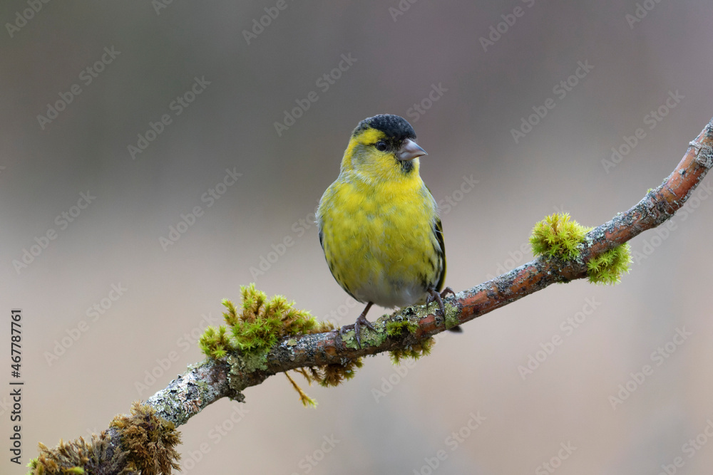 European Siskin Spinus spinus perching on a branch European Siskin Spinus spinus perching on a branch