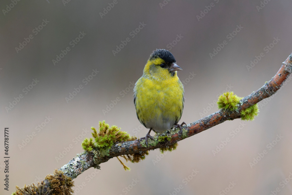 European Siskin Spinus spinus perching on a branch European Siskin Spinus spinus perching on a branch