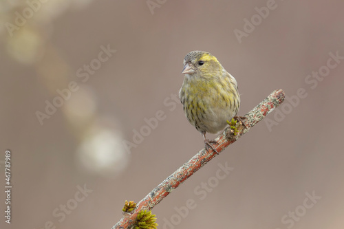 European Siskin Spinus spinus perching on a branch © denis