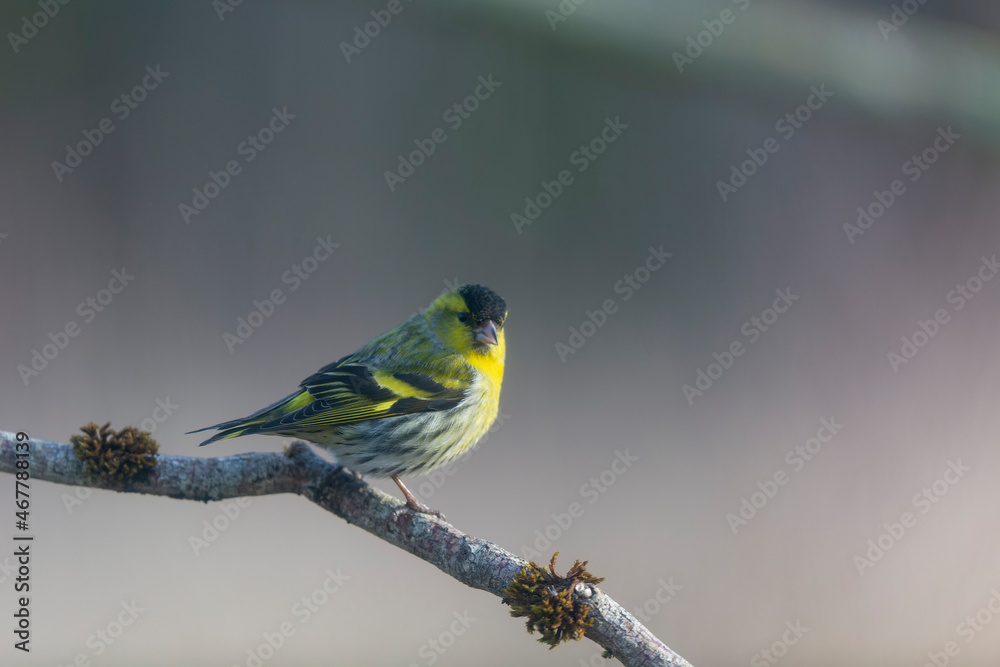 Fototapeta premium European Siskin Spinus spinus perching on a branch