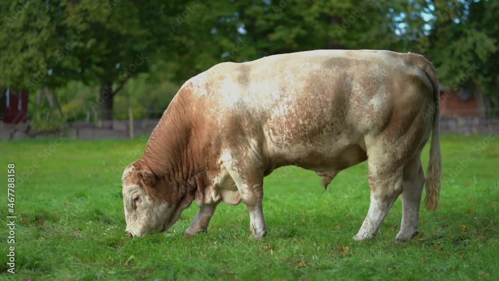 Brown bull eating and walking on the grass at the farm Brown bull eating and walking on the grass at the farm