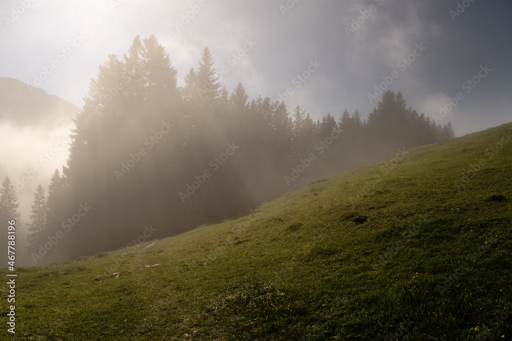 Misty forest above Amden in the Swiss Alps