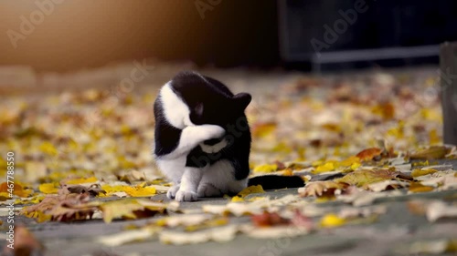 A stray cat is licking her paw and cleaning herself during the autumn season. Selective focus with shallow depth of field and tilted horizon. 