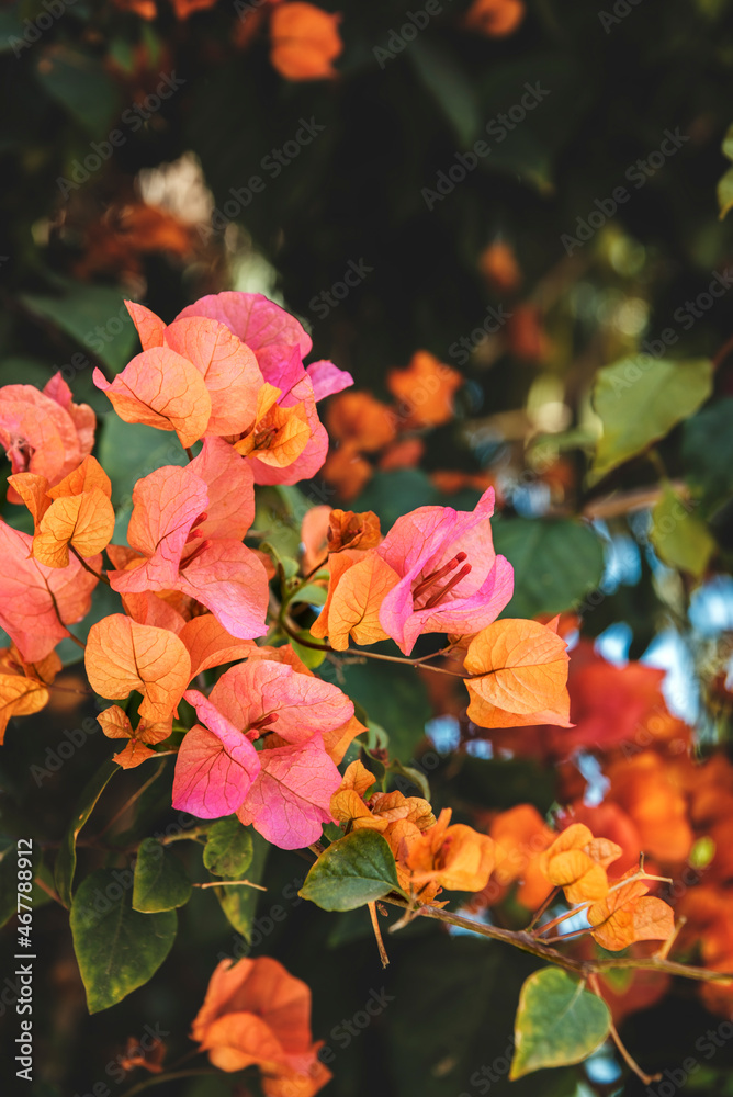 Obraz premium red and yellow flowers