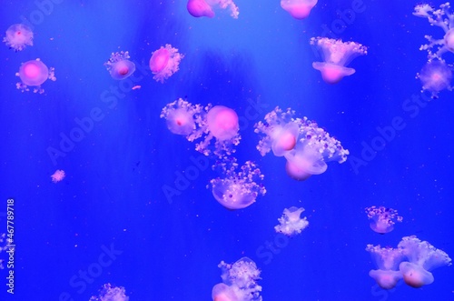 jellyfish swimming in the sea
