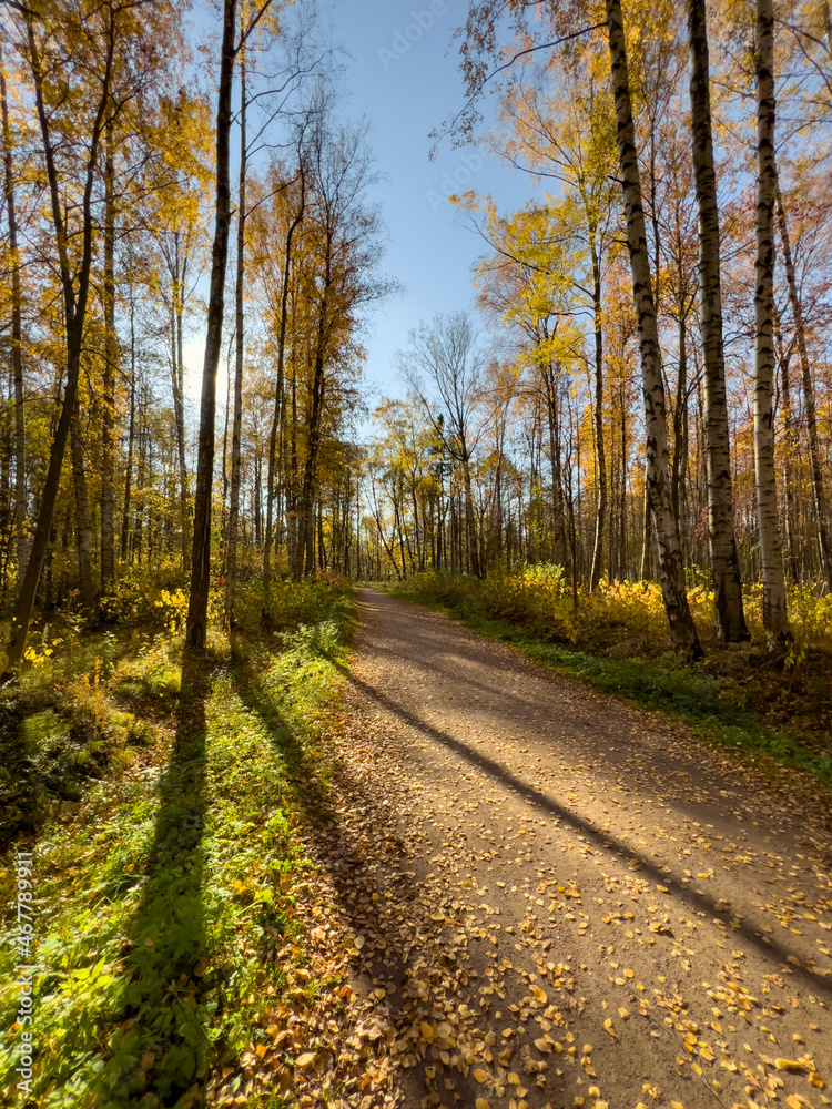 Fototapeta premium The path in the autumn park, yellow leaves on trees and on the ground, long shadows of trees, walking people, sunbeams of the sun,