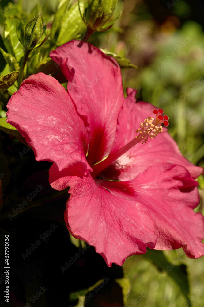 Fototapeta premium Red Hibiscus flower with yellow stamens