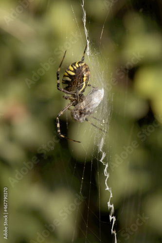 Wasp spider (Argiope bruennechi) with prey, suspended in web