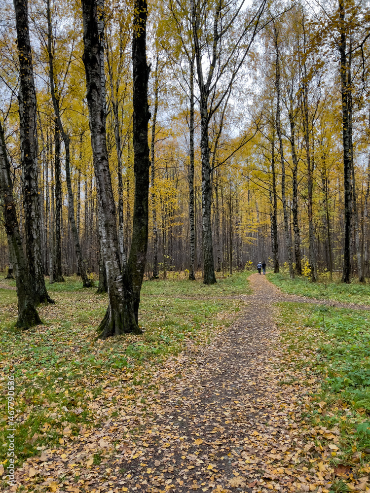 Obraz premium The path in the autumn park, yellow leaves on trees and on the ground, long shadows of trees, walking people, sunbeams of the sun,