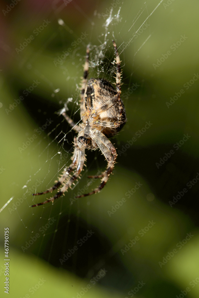 Garden or cross spider (Araneus diadematus) in web Garden or cross spider (Araneus diadematus) in web