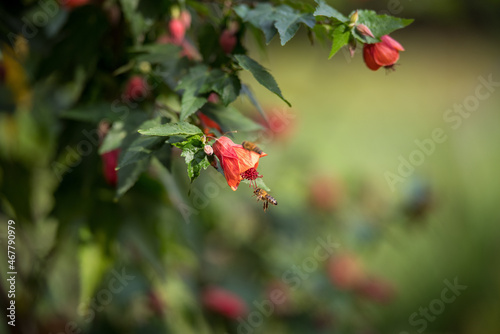 Beautiful closeup of a red Indian mallow flowering plant; blurry nature background photo