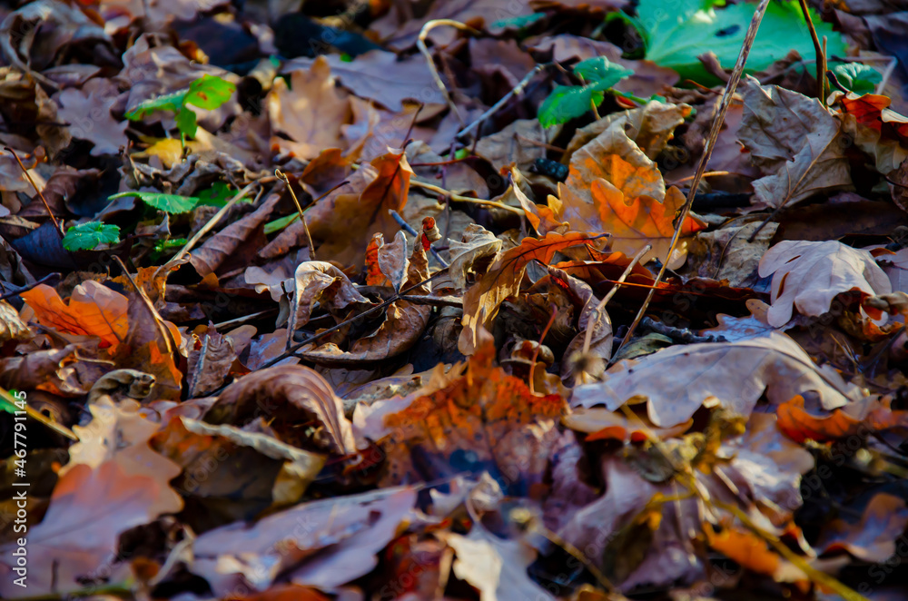 fallen autumn leaves on the ground fallen autumn leaves on the ground
