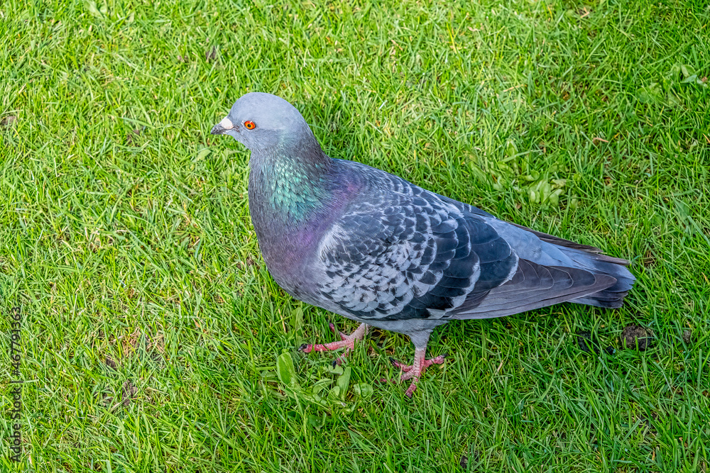 Red Eyed Dove standing on grass Red Eyed Dove standing on grass