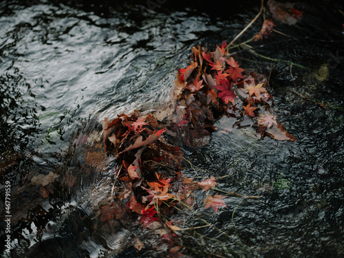 川に落ちた紅葉