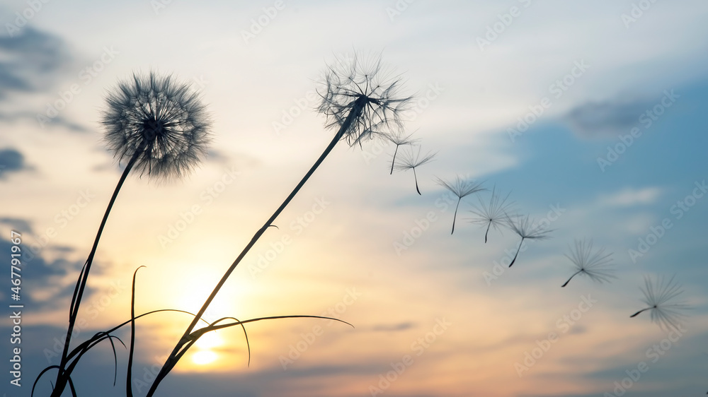 Obraz premium Silhouettes of flying dandelion seeds on the background of the sunset sky. Nature and botany of flowers