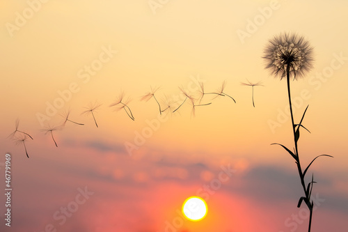 Dandelion seeds are flying against the background of the sunset sky. Floral botany of nature