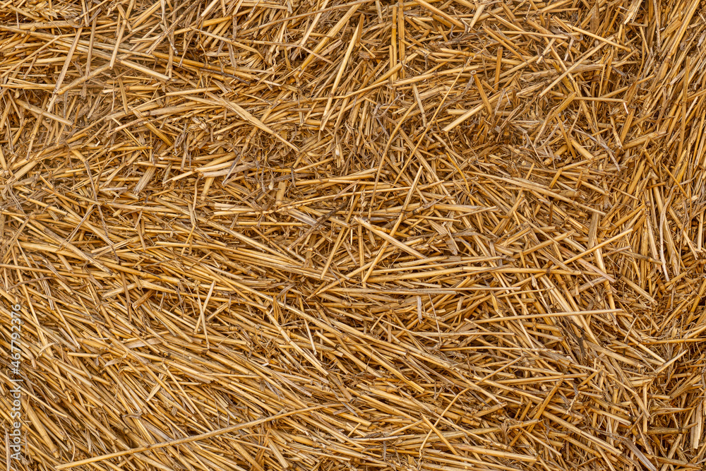Dry straw texture. Hay background. Yellow dried grass. Dry straw texture. Hay background. Yellow dried grass.