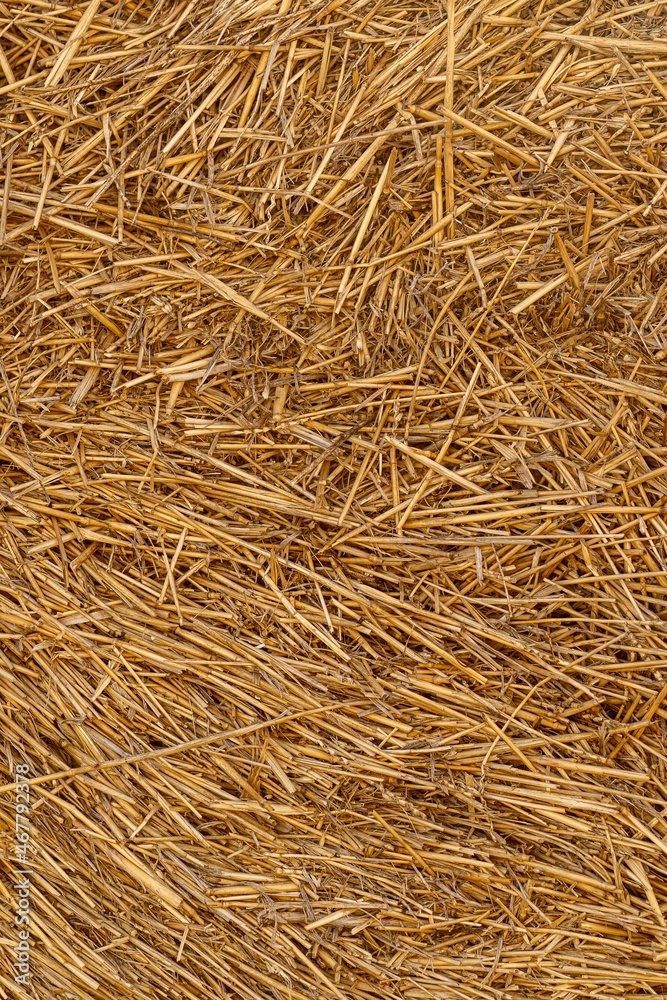 Dry straw texture. Hay background. Yellow dried grass. Dry straw texture. Hay background. Yellow dried grass.