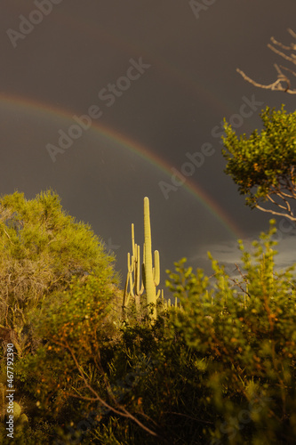 Saguaro cacti in summer with bright rainbow during a storm with sunlight 