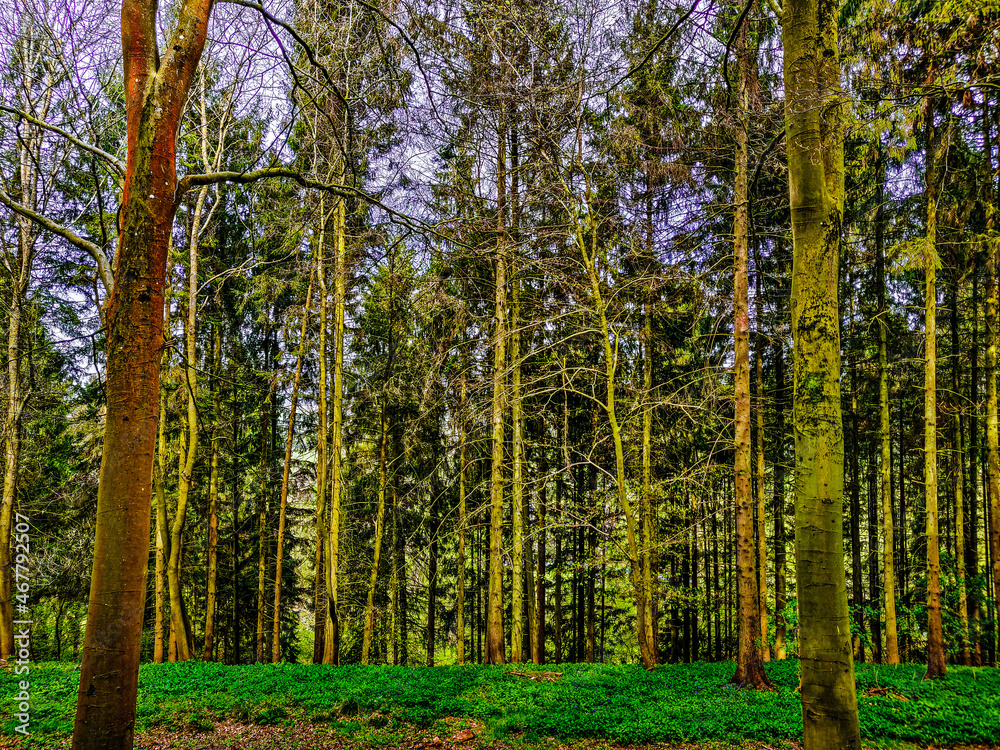 Obraz premium In the trees