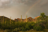 Saguaro cacti in summer with bright rainbow during a storm with sunlight 