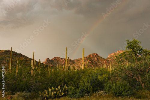 Saguaro cacti in summer with bright rainbow during a storm with sunlight 