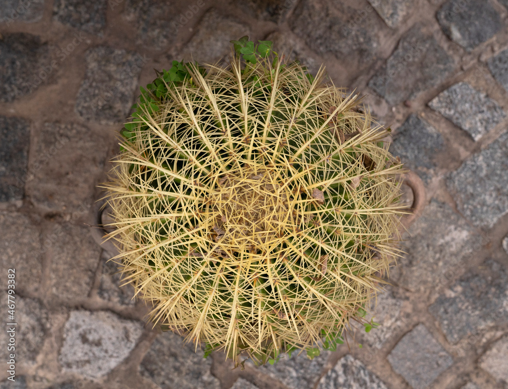 Top view of an Echinocactus grusonii, also known as golden barrel cactus, growing in a pot in the garden. Its yellow, sharp and long thorns and round ball shape.
