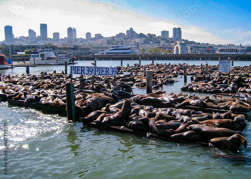 Sea lions in San Francisco