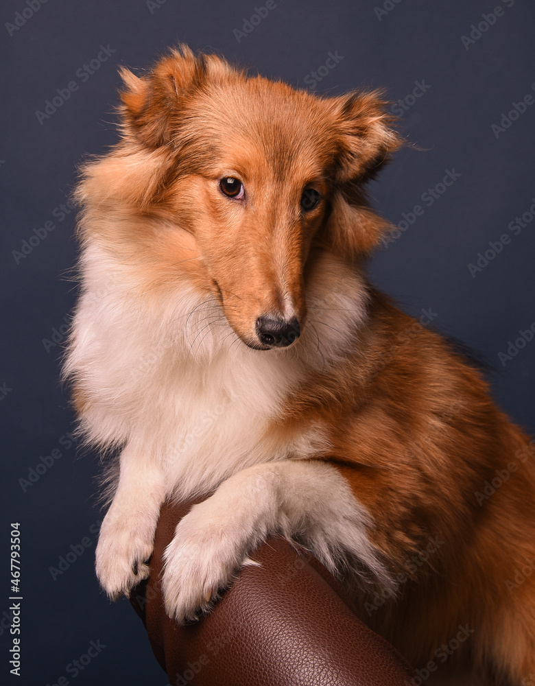 sheltie puppy on a blue background in the studio