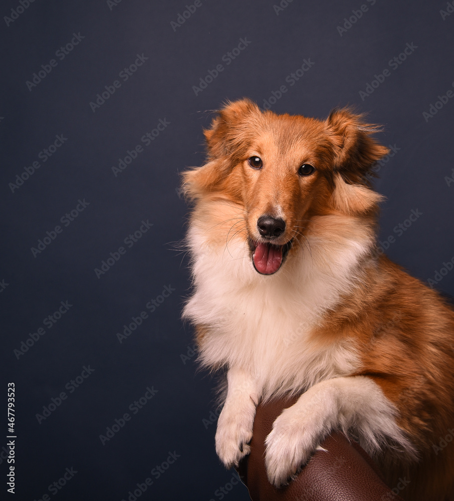 portrait of a sheltie puppy in the studio portrait of a sheltie puppy in the studio
