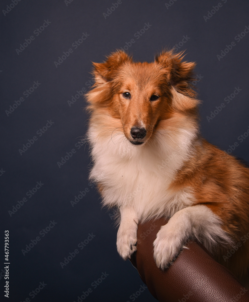 portrait of a sheltie puppy in the studio portrait of a sheltie puppy in the studio