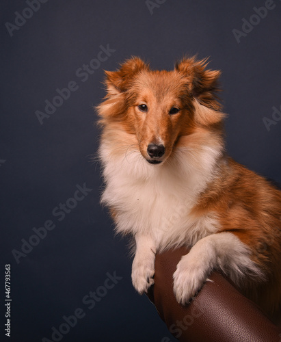 portrait of a sheltie puppy in the studio © наталья лымаренко