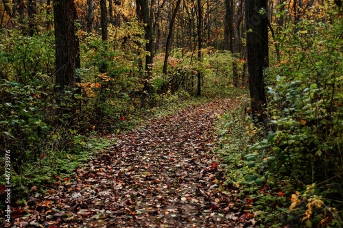 path in the woods