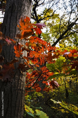 autumn leaves in the park