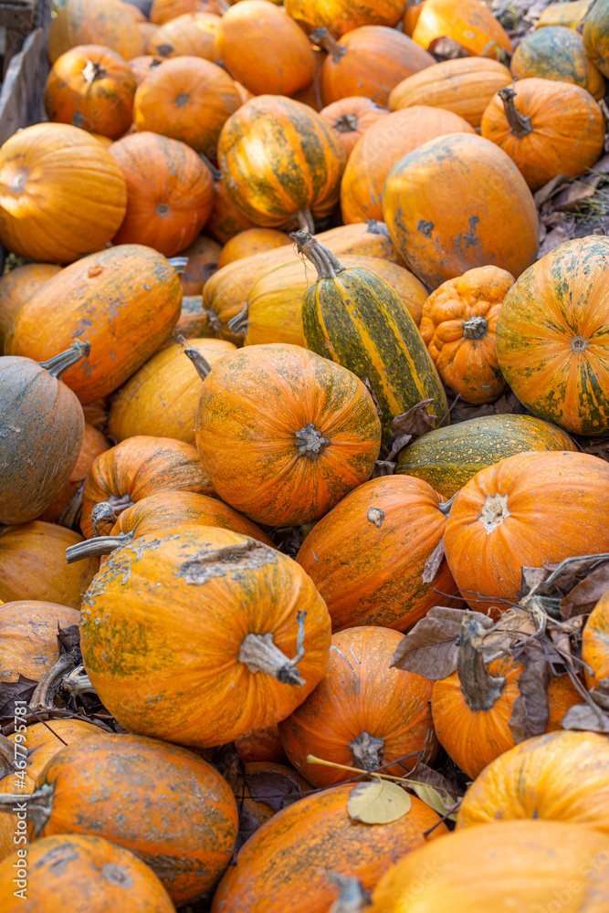 Organic orange pumpkins on a pile. Autumn harvest of pumpkins. Thanksgiving, harvest, halloween concept.