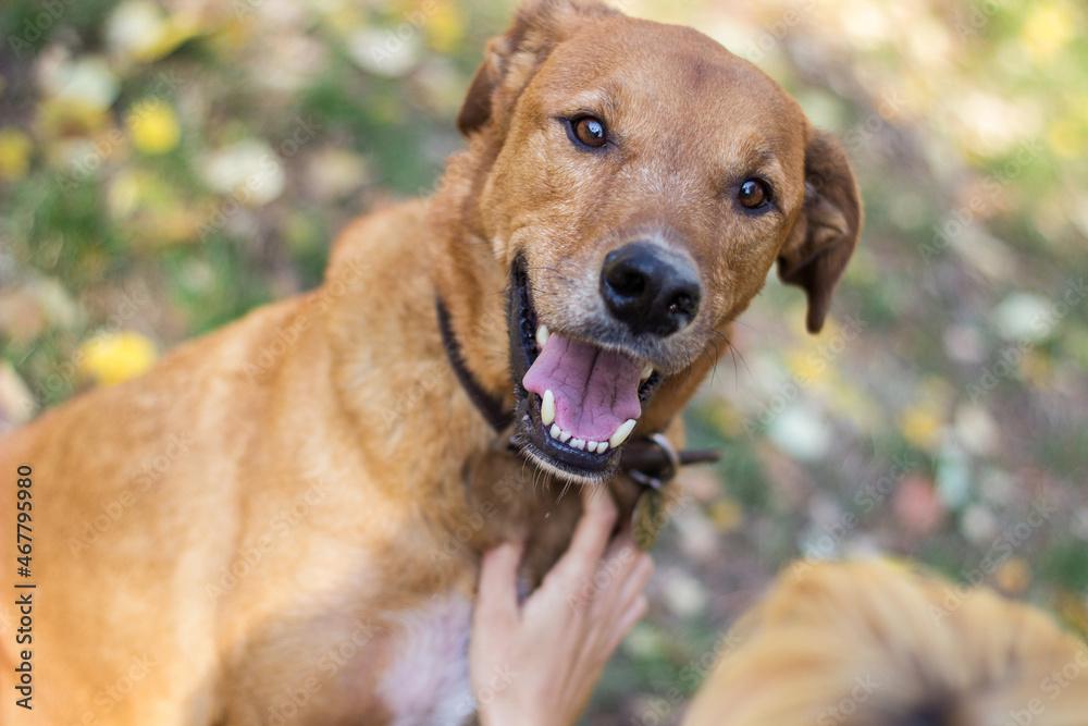 Portrait of beautiful mixed-breed dog on autumn yellow leaves Portrait of beautiful mixed-breed dog on autumn yellow leaves