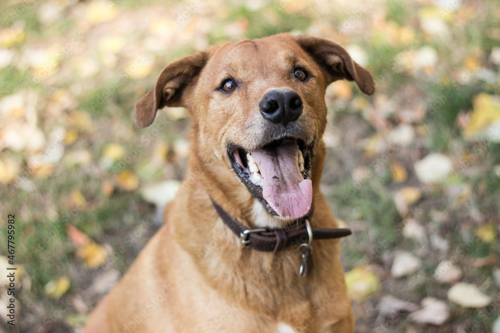 Portrait of beautiful mixed-breed dog on autumn yellow leaves Portrait of beautiful mixed-breed dog on autumn yellow leaves