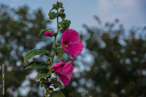 red rose in the sky