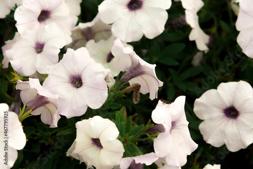 flowers in the garden