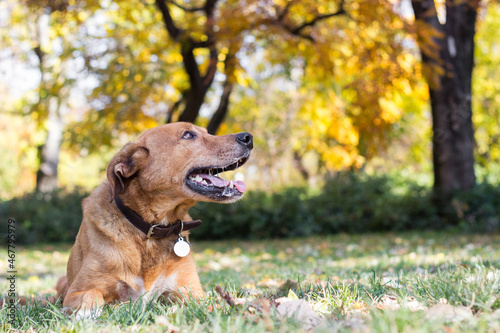 Portrait of beautiful mixed-breed dog on autumn yellow leaves