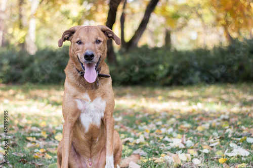 Portrait of beautiful mixed-breed dog on autumn yellow leaves