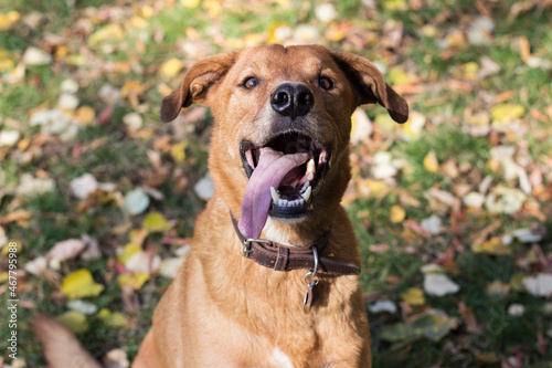 Portrait of beautiful mixed-breed dog on autumn yellow leaves