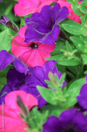 pink and purple