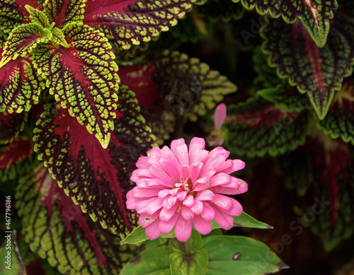 pink and yellow flower