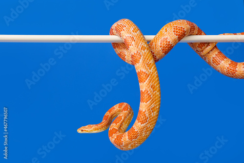 Corn snake on color background
