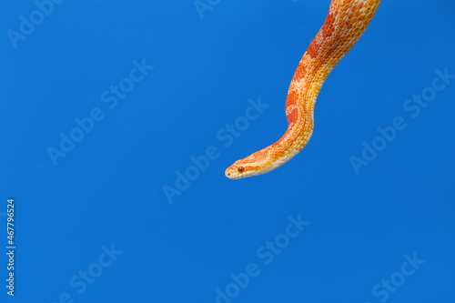 Corn snake on color background