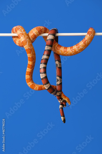 Different snakes on color b...