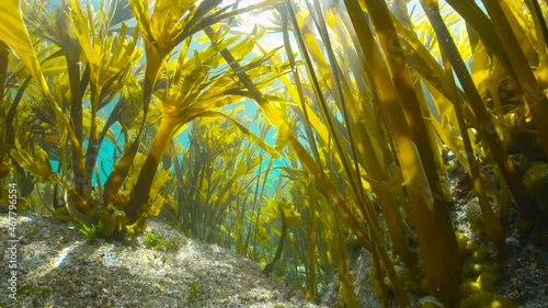 Kelp forest underwater in the Atlantic ocean (algae seaweeds Furbellow, Saccorhiza polyschides), Spain, Galicia photo